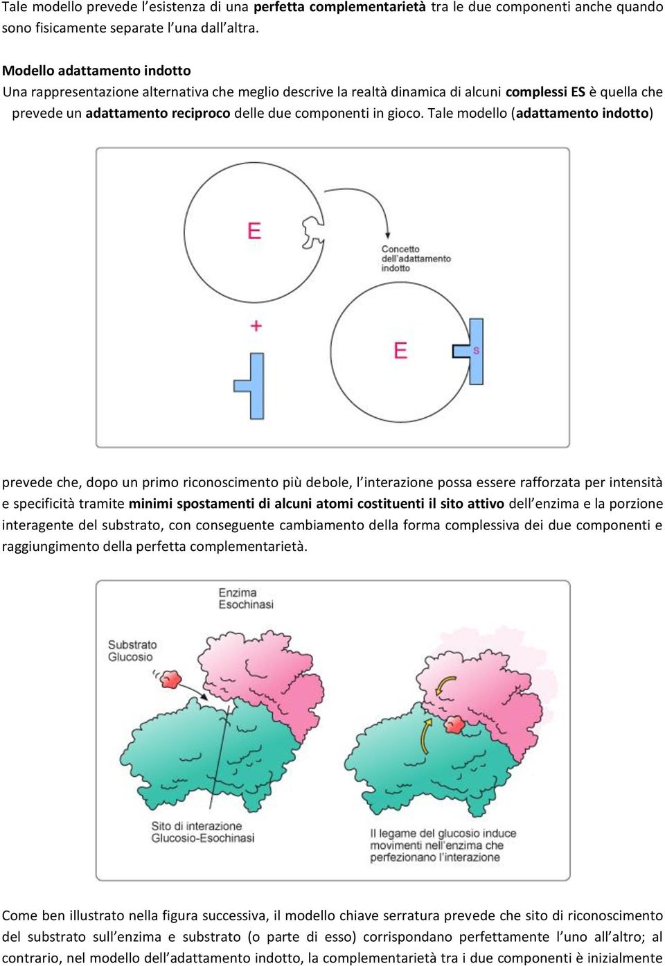 Tale modello (adattamento indotto) prevede che, dopo un primo riconoscimento più debole, l interazione possa essere rafforzata per intensità e specificità tramite minimi spostamenti di alcuni atomi