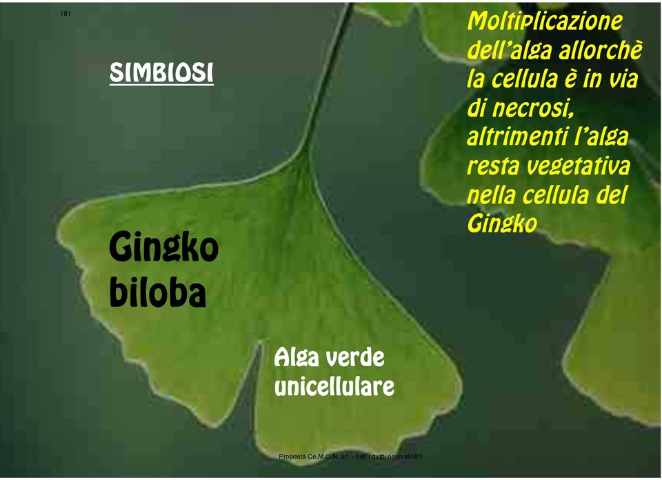alga resta vegetativa nella cellula del Gingko Alga verde