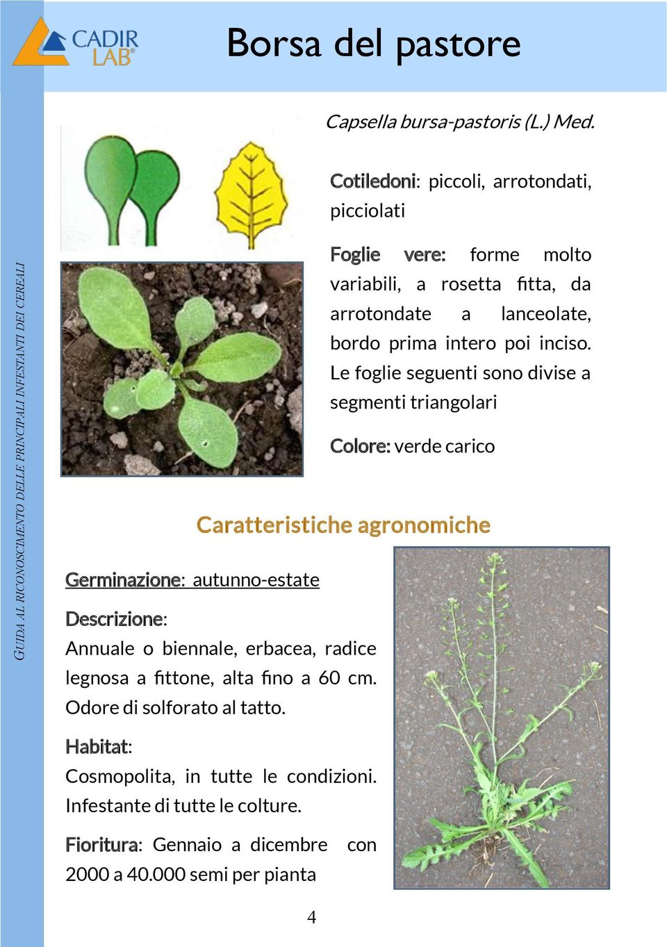 Le foglie seguenti sono divise a segmenti triangolari Colore: verde carico Germinazione: autunno-estate Descrizione: Annuale o biennale, erbacea, radice