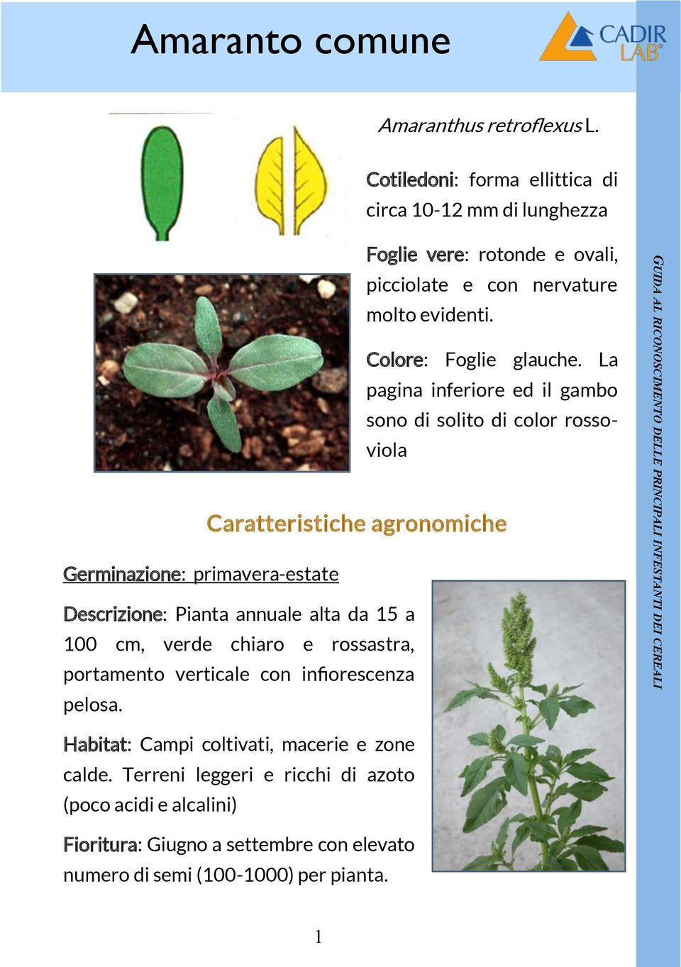 portamento verticale con infiorescenza pelosa. Foglie vere: rotonde e ovali, picciolate e con nervature molto evidenti. Colore: Foglie glauche.