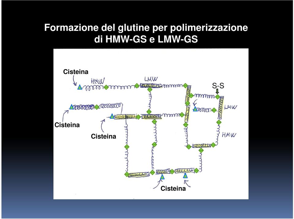 HMW-GS e LMW-GS Cisteina