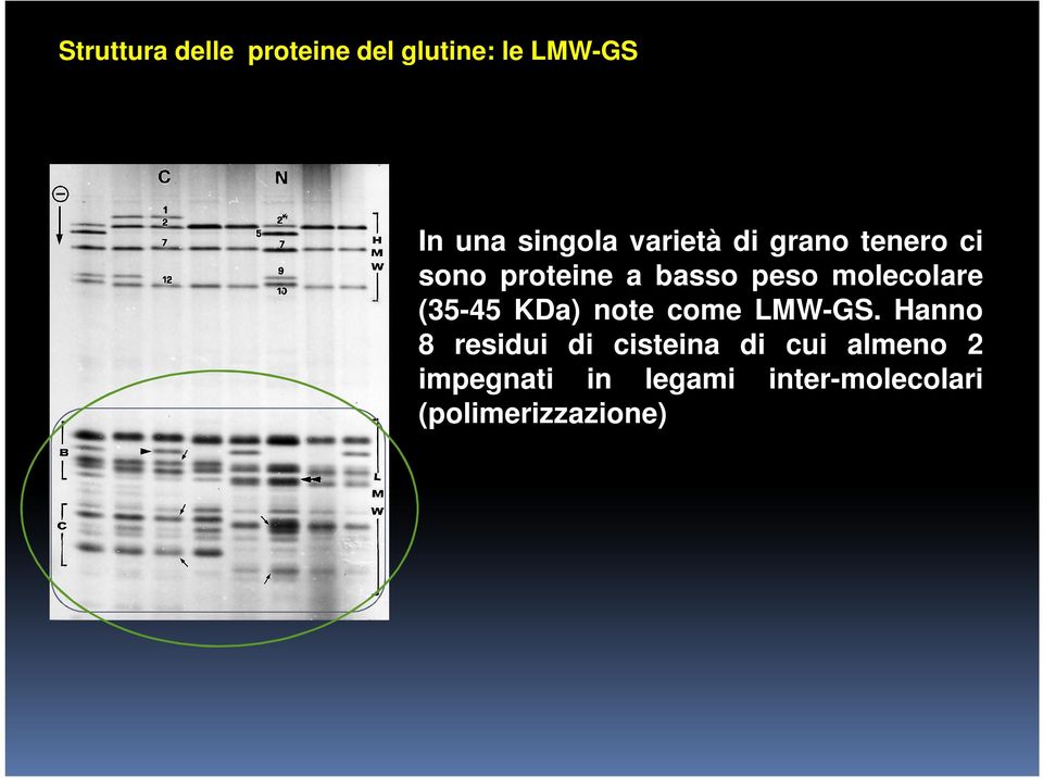 (35-45 KDa) note come LMW-GS.