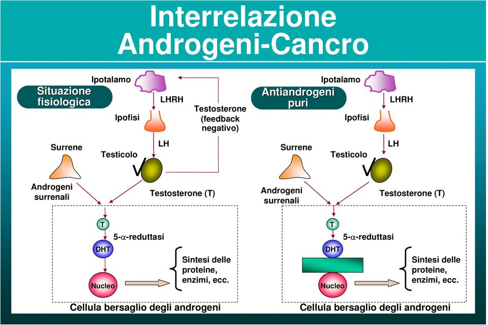 Testosterone (T) Androgeni surrenali Testosterone (T) T 5-α-reduttasi T 5-α-reduttasi DHT Nucleo Sintesi delle