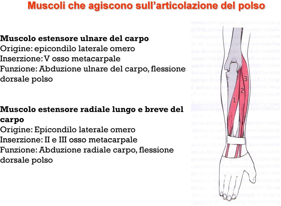 flessione dorsale polso Muscolo estensore radiale lungo e breve del carpo Origine: Epicondilo