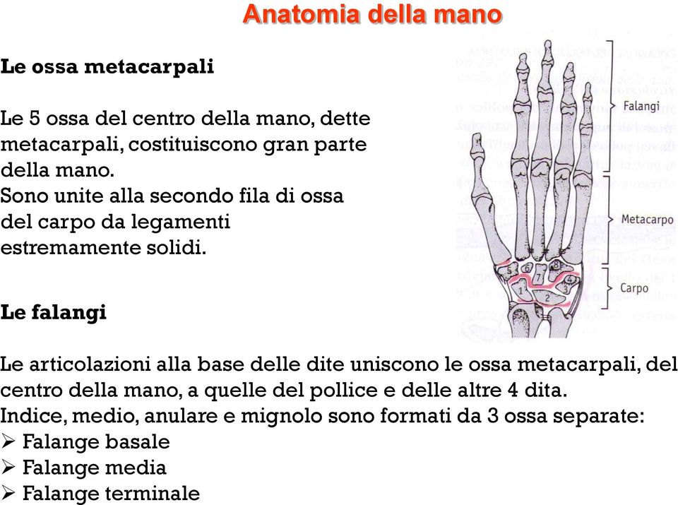 Le falangi Le articolazioni alla base delle dite uniscono le ossa metacarpali, del centro della mano, a quelle del