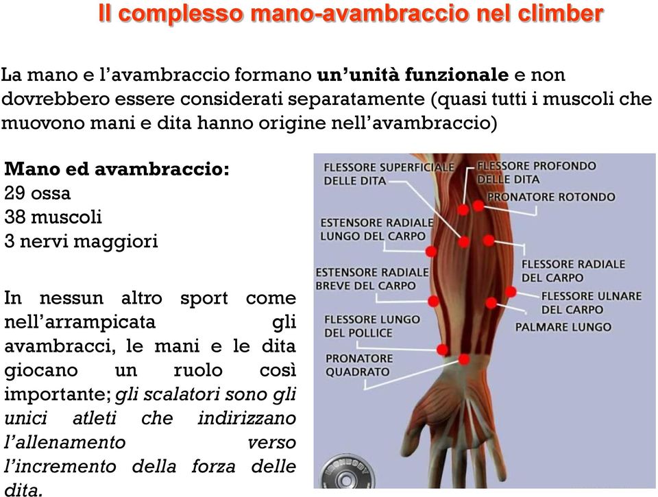 avambraccio: 29 ossa 38 muscoli 3 nervi maggiori In nessun altro sport come nell arrampicata gli avambracci, le mani e le