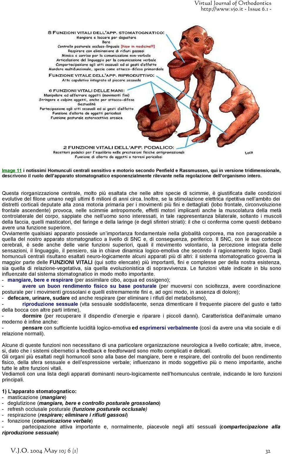 Questa riorganizzazione centrale, molto più esaltata che nelle altre specie di scimmie, è giustificata dalle condizioni evolutive del filone umano negli ultimi 6 milioni di anni circa.