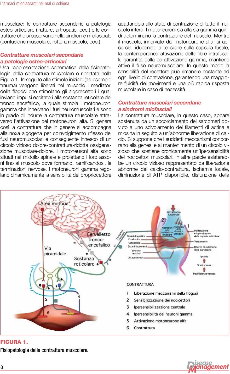 In seguito allo stimolo iniziale (ad esempio trauma) vengono liberati nel muscolo i mediatori della flogosi che stimolano gli algorecettori i quali inviano impulsi eccitatori alla sostanza reticolare