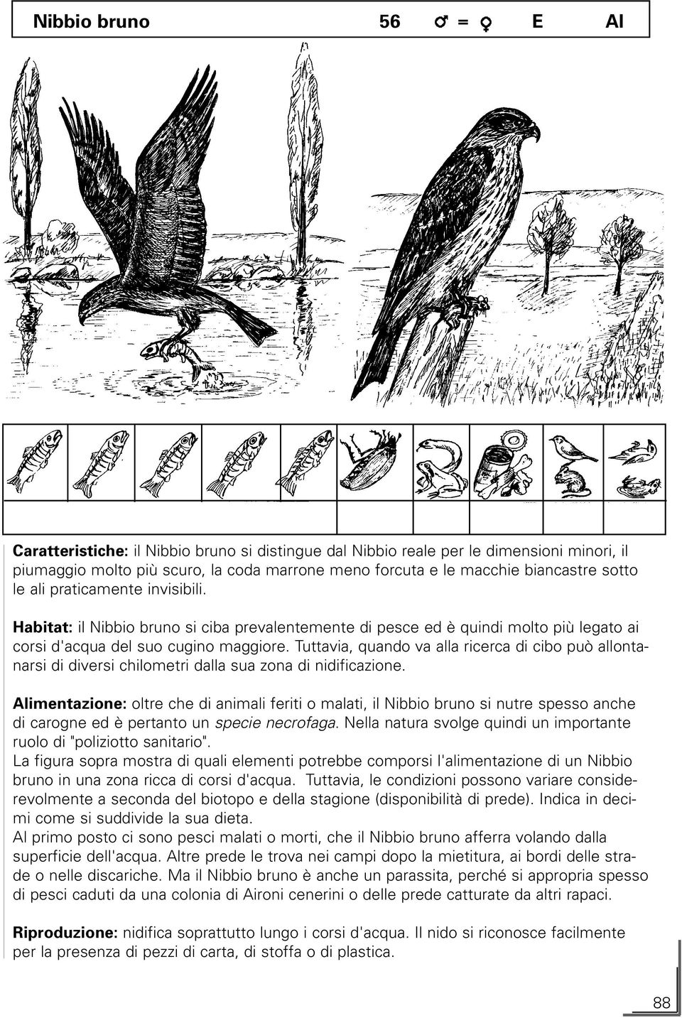 Tuttavia, quando va alla ricerca di cibo può allontanarsi di diversi chilometri dalla sua zona di nidificazione.