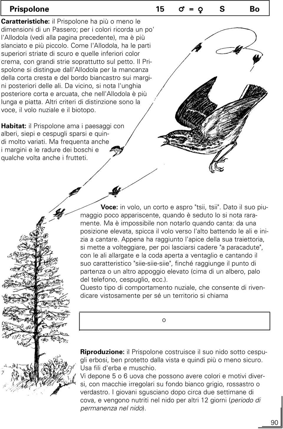 Il Prispolone si distingue dall'allodola per la mancanza della corta cresta e del bordo biancastro sui margini posteriori delle ali.