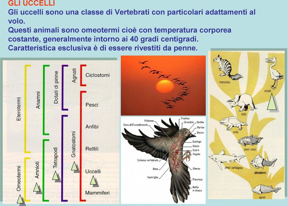 Questi animali sono omeotermi cioè con temperatura corporea