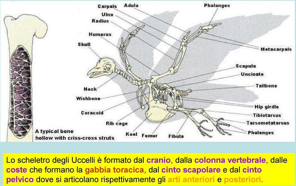 toracica, dal cinto scapolare e dal cinto pelvico dove