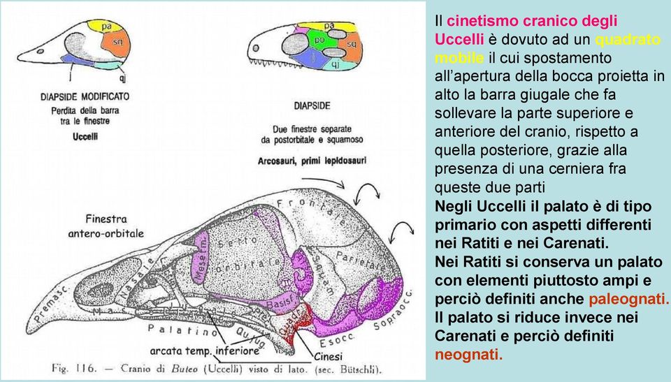 fra queste due parti Negli Uccelli il palato è di tipo primario con aspetti differenti nei Ratiti e nei Carenati.