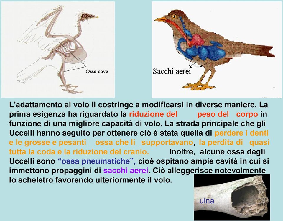 La strada principale che gli Uccelli hanno seguito per ottenere ciò è stata quella di perdere i denti e le grosse e pesanti ossa che li supportavano,