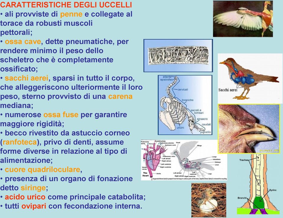 numerose ossa fuse per garantire maggiore rigidità; becco rivestito da astuccio corneo (ranfoteca), privo di denti, assume forme diverse in relazione al tipo di