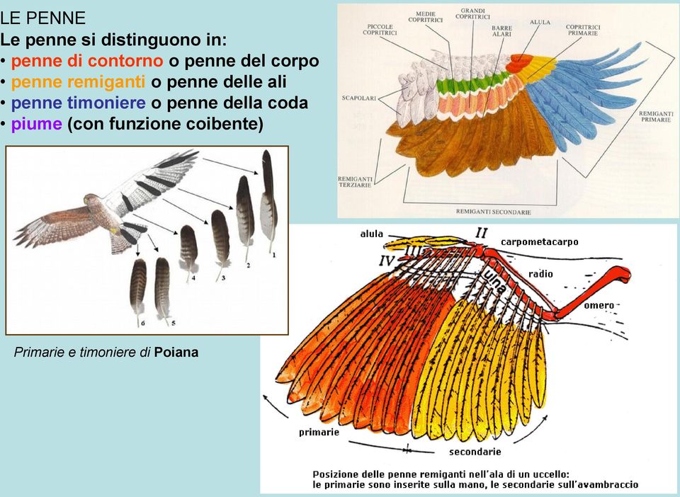 delle ali penne timoniere o penne della coda piume