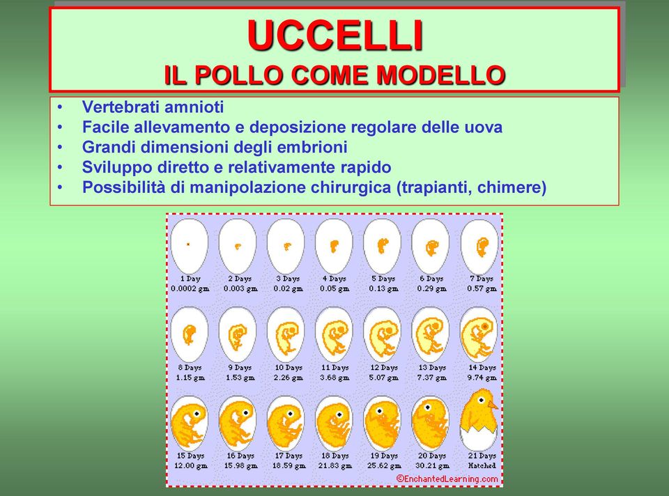 dimensioni degli embrioni Sviluppo diretto e