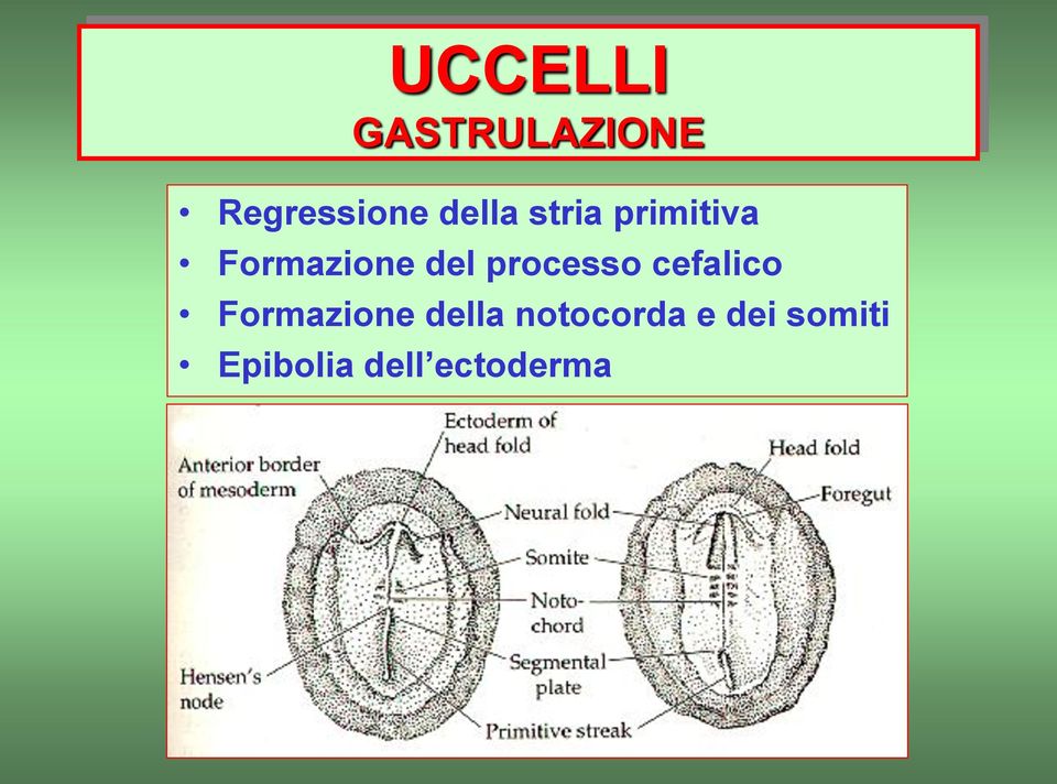 processo cefalico Formazione della