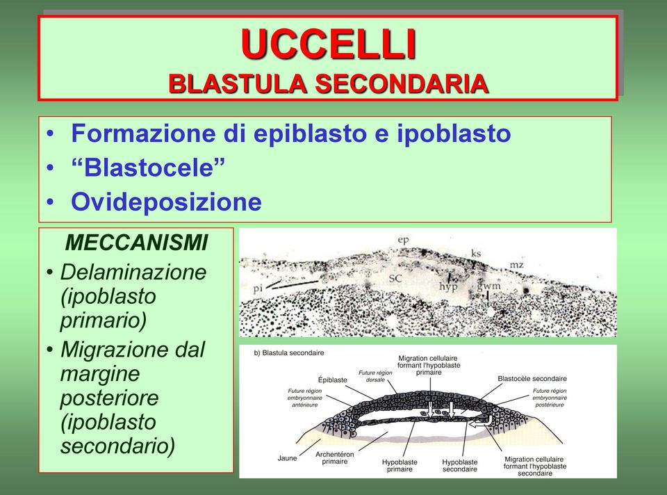 MECCANISMI Delaminazione (ipoblasto primario)