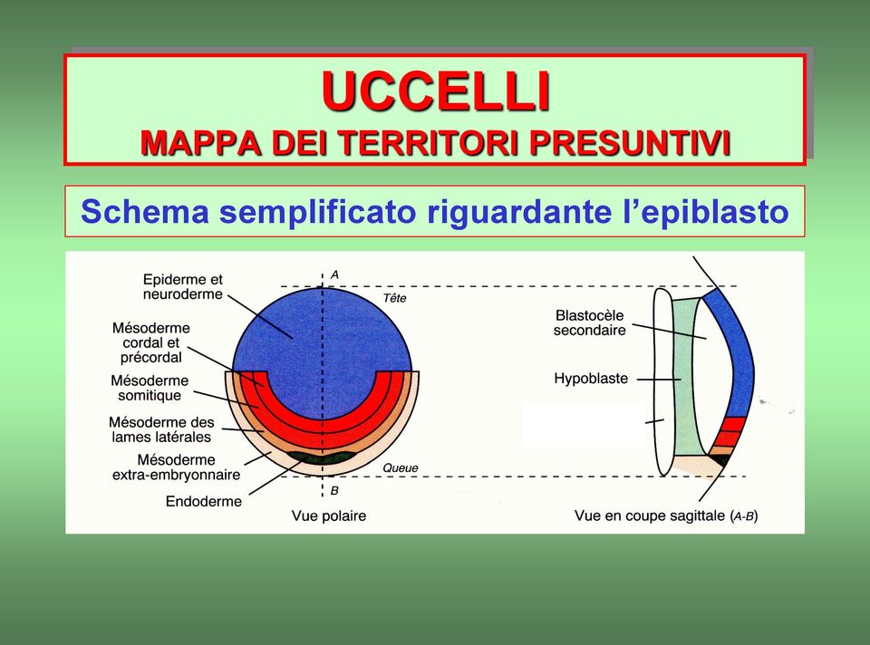 PRESUNTIVI Schema