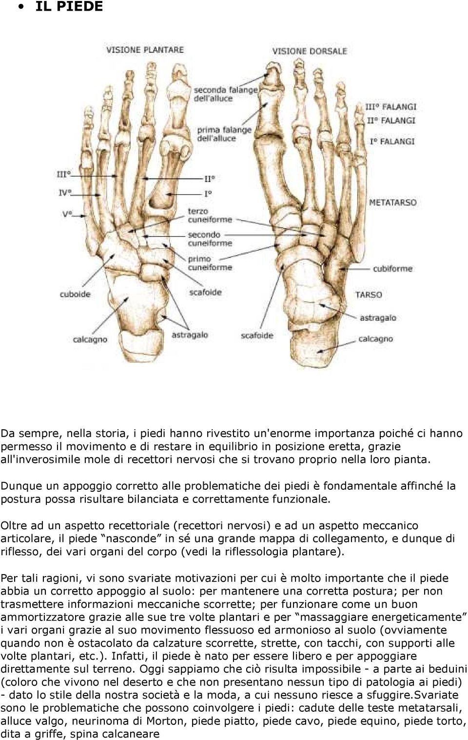 Dunque un appoggio corretto alle problematiche dei piedi è fondamentale affinché la postura possa risultare bilanciata e correttamente funzionale.