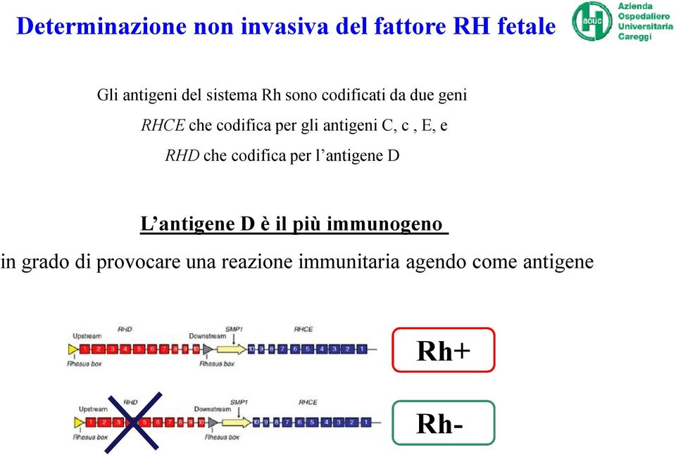 C, c, E, e RHD che codifica per l antigene D L antigene D è il più