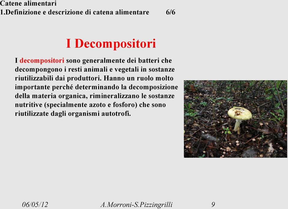 batteri che decompongono i resti animali e vegetali in sostanze riutilizzabili dai produttori.