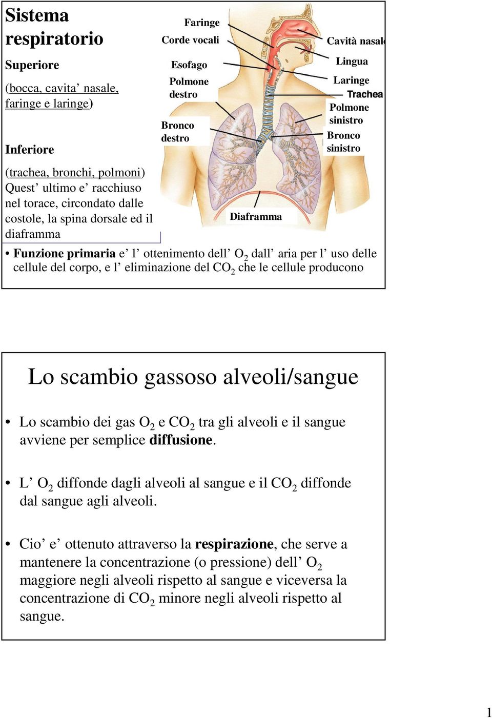 uso delle cellule del corpo, e l eliminazione del CO 2 che le cellule producono Lo scambio gassoso alveoli/sangue Lo scambio dei gas O 2 e CO 2 tra gli alveoli e il sangue avviene per semplice