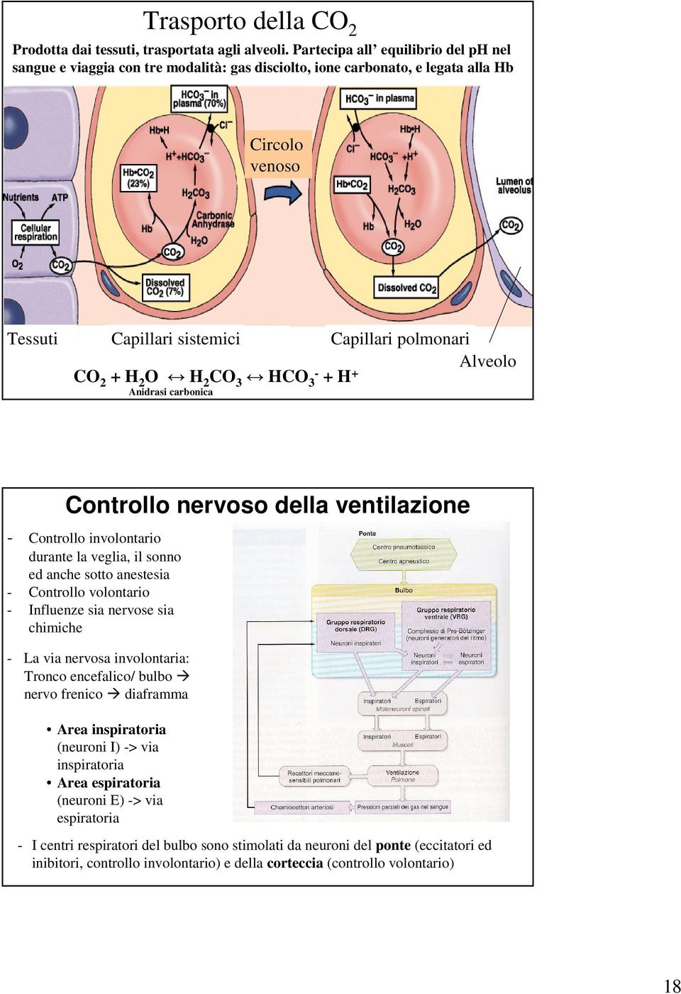 2 O H 2 CO 3 HCO 3- + H + Anidrasi carbonica Controllo nervoso della ventilazione - Controllo involontario durante la veglia, il sonno ed anche sotto anestesia - Controllo volontario - Influenze sia