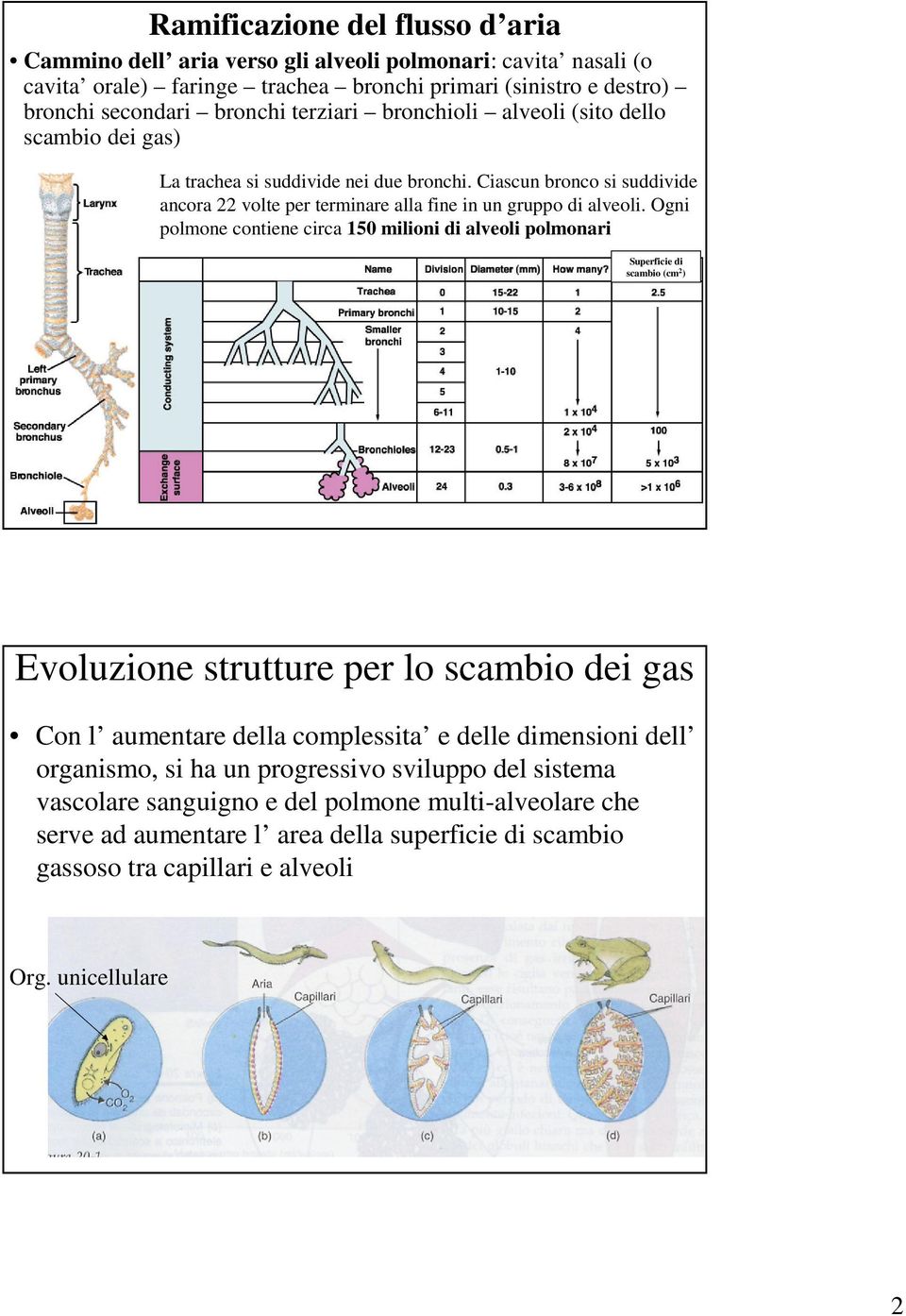 Ogni polmone contiene circa 150 milioni di alveoli polmonari Superficie di scambio (cm 2 ) Evoluzione strutture per lo scambio dei gas Con l aumentare della complessita e delle dimensioni dell