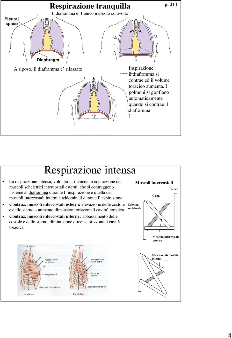 che si contraggono insieme al diaframma durante l inspirazione e quella dei muscoli intercostali interni e addominali durante l espirazione Contraz.