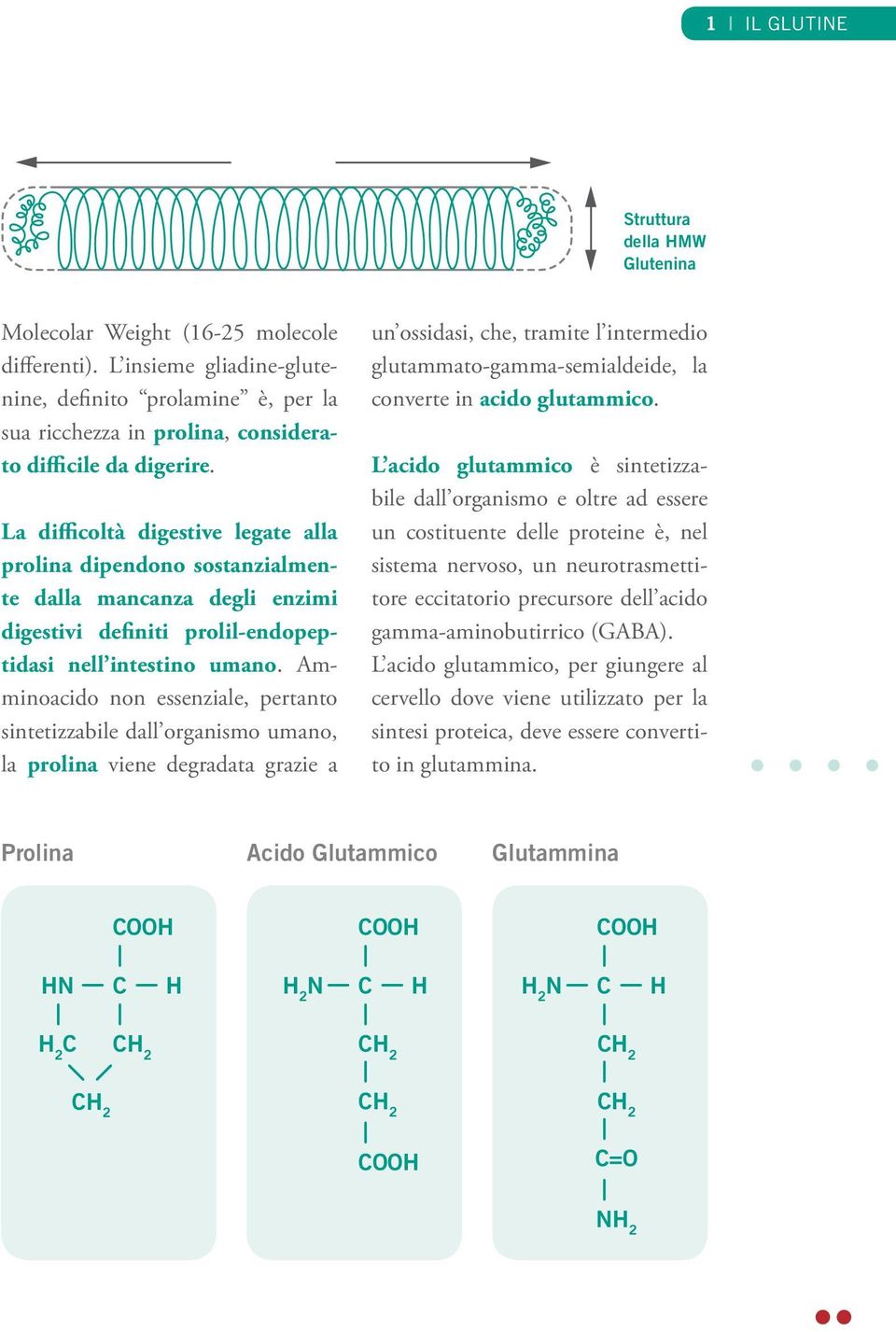 La difficoltà digestive legate alla prolina dipendono sostanzialmente dalla mancanza degli enzimi digestivi definiti prolil-endopeptidasi nell intestino umano.