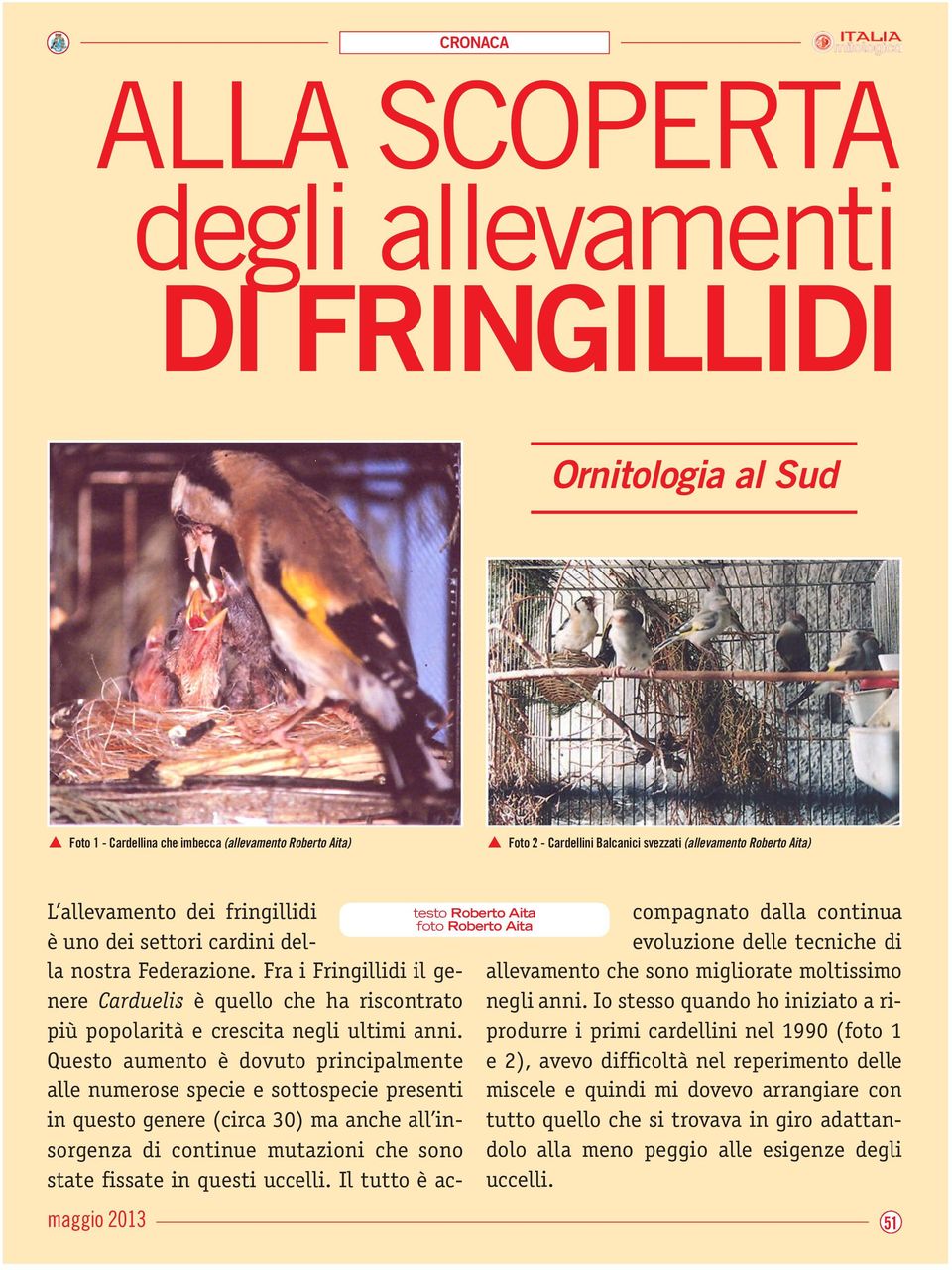 Fra i Fringillidi il genere Carduelis è quello che ha riscontrato più popolarità e crescita negli ultimi anni.