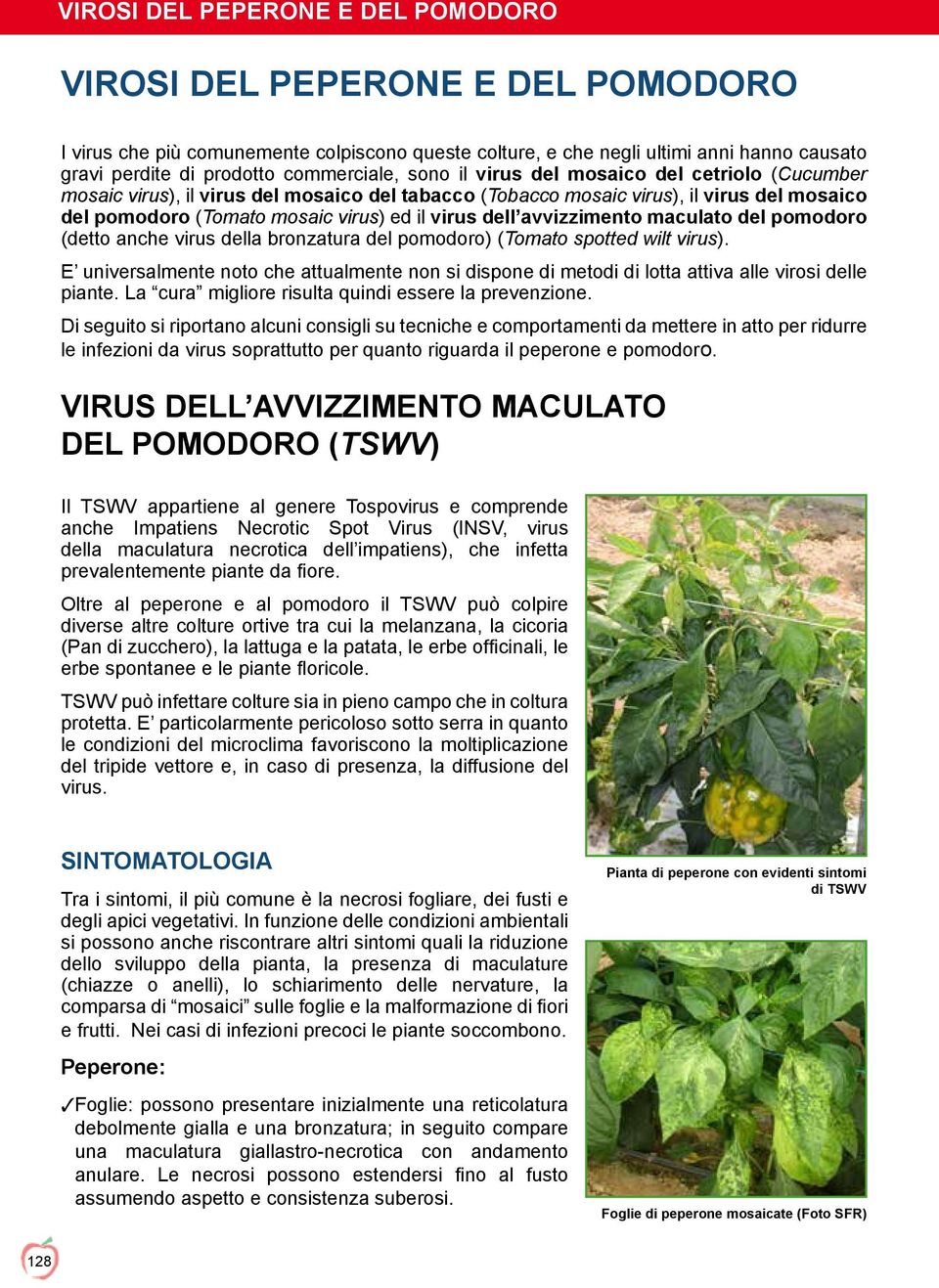 (detto anche virus della bronzatura del pomodoro) (Tomato spotted wilt virus). E universalmente noto che attualmente non si dispone di metodi di lotta attiva alle virosi delle piante.