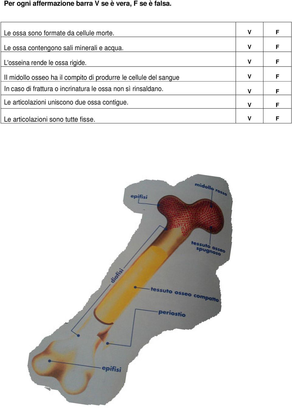 V F II midollo osseo ha il compito di produrre le cellule del sangue V F In caso di frattura o