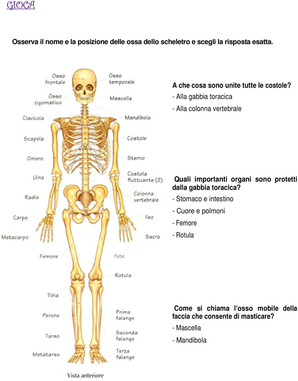 - Alla gabbia toracica - Alla colonna vertebrale Quali importanti organi sono protetti dalla