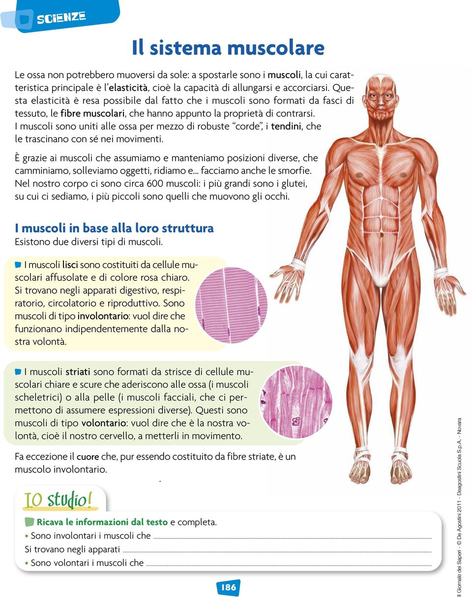 I muscoli sono uniti alle ossa per mezzo di robuste corde, i tendini, che le trascinano con sé nei movimenti.