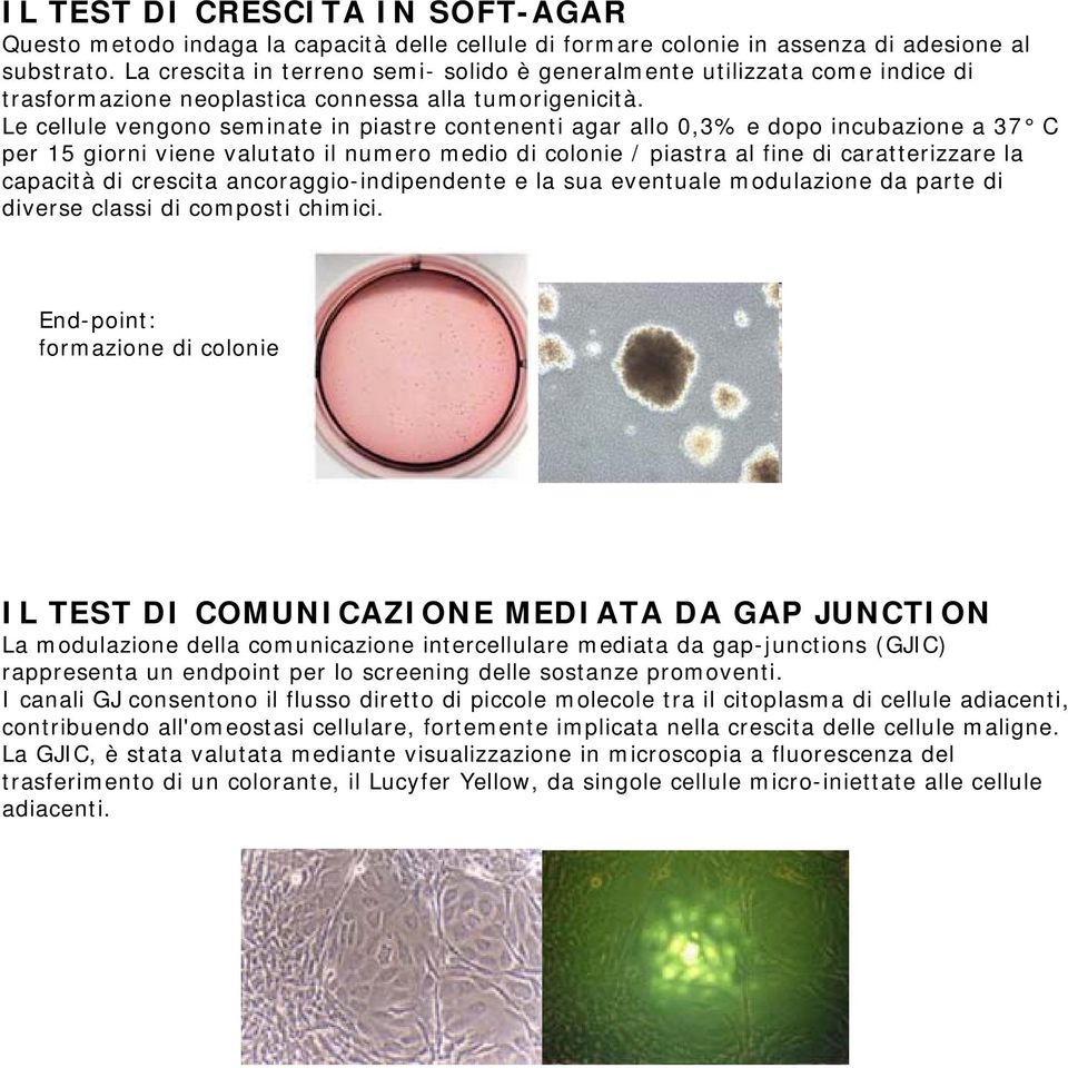 Le cellule vengono seminate in piastre contenenti agar allo 0,3% e dopo incubazione a 37 C per 15 giorni viene valutato il numero medio di colonie / piastra al fine di caratterizzare la capacità di