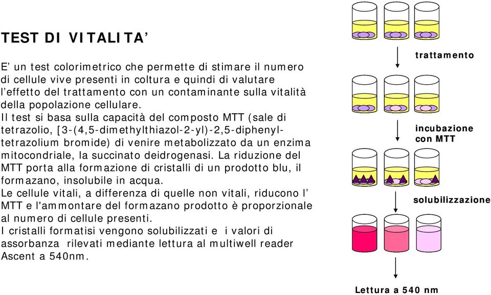 Il test si basa sulla capacità del composto MTT (sale di tetrazolio, [3-(4,5-dimethylthiazol-2-yl)-2,5-diphenyltetrazolium bromide) di venire metabolizzato da un enzima mitocondriale, la succinato