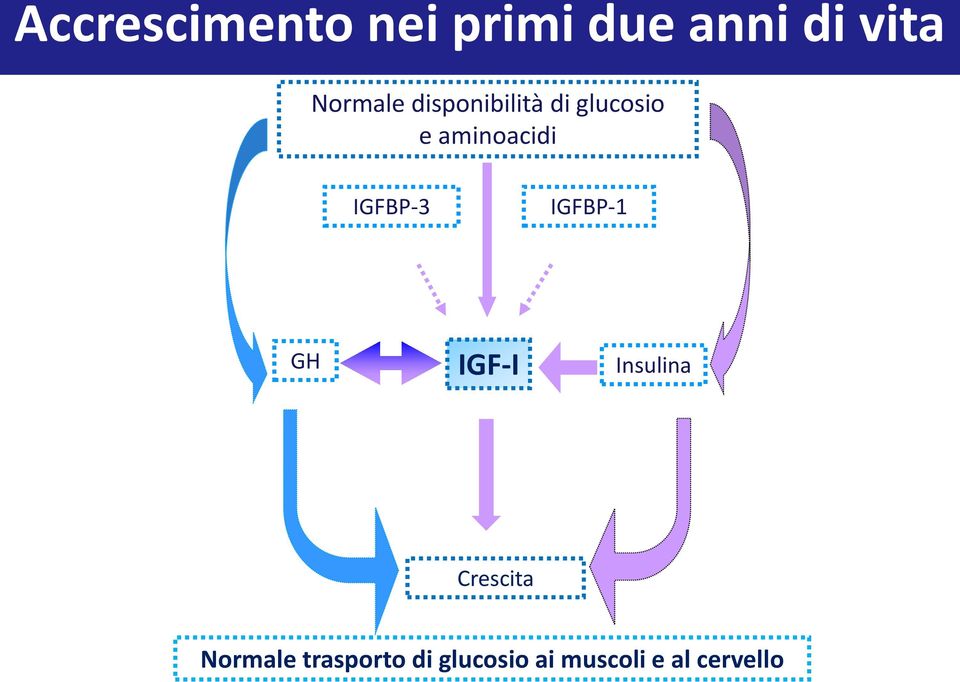 IGFBP-3 IGFBP-1 GH IGF-I Insulina Crescita