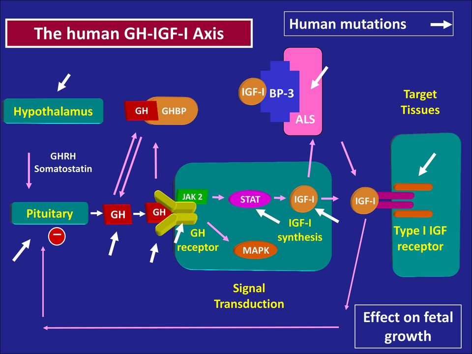 Pituitary _ GH GH JAK 2 GH receptor STAT MAPK IGF-I IGF-I