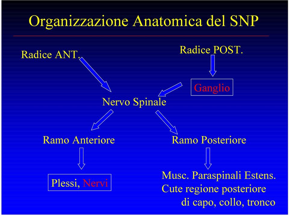 Nervo Spinale Ganglio Ramo Anteriore Ramo