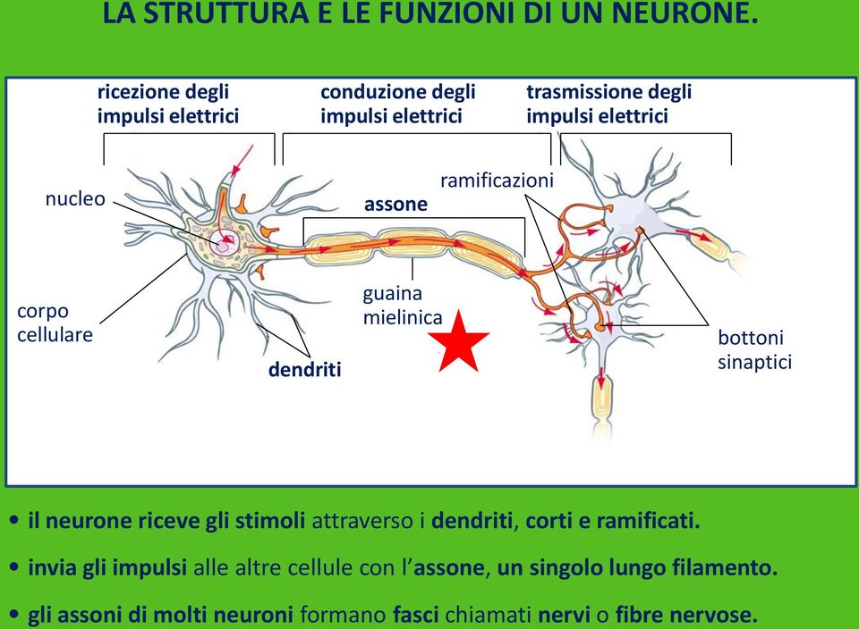 assone ramificazioni corpo cellulare dendriti guaina mielinica bottoni sinaptici il neurone riceve gli stimoli