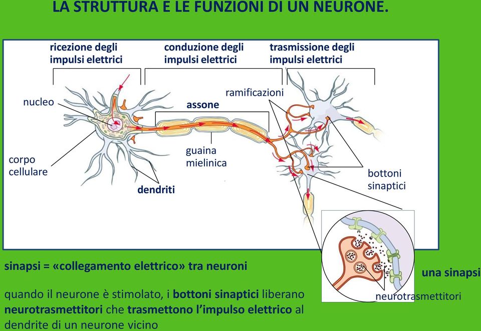 assone ramificazioni corpo cellulare dendriti guaina mielinica bottoni sinaptici sinapsi = «collegamento elettrico»