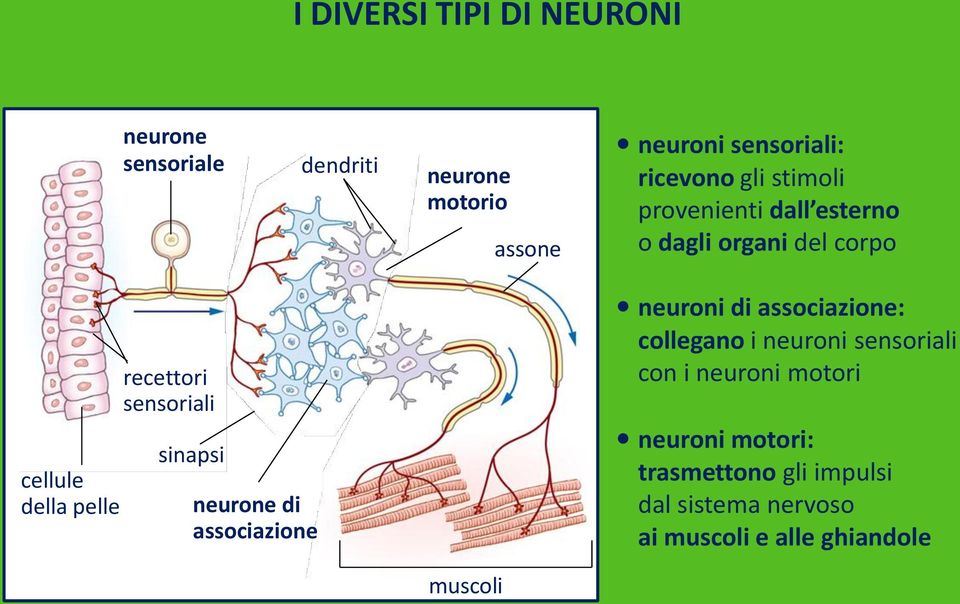 sensoriali sinapsi neurone di associazione neuroni di associazione: collegano i neuroni sensoriali con