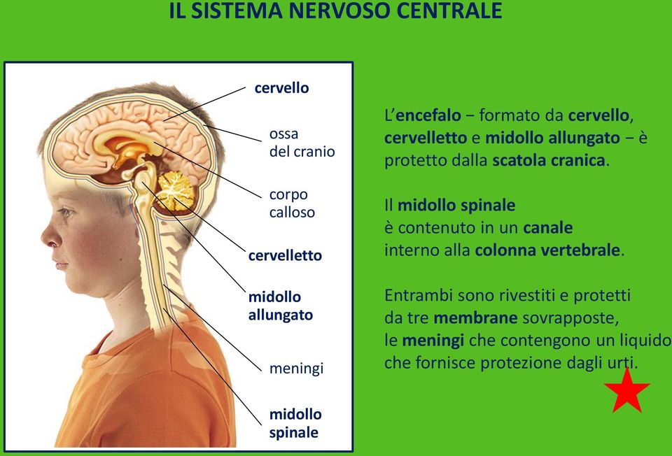 Il midollo spinale è contenuto in un canale interno alla colonna vertebrale.