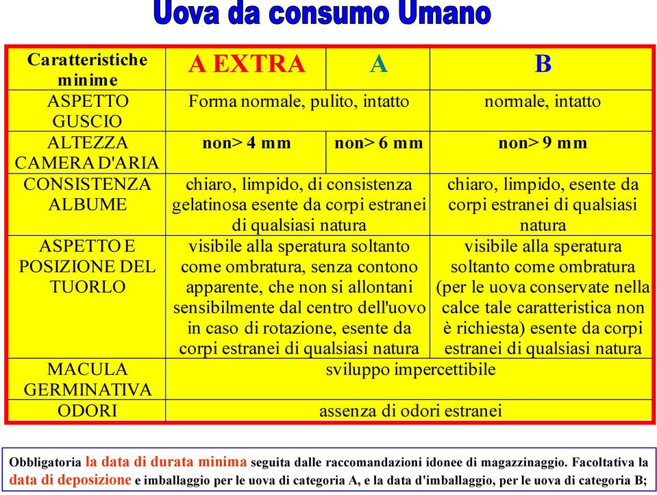 POSIZIONE DEL come ombratura, senza contono soltanto come ombratura TUORLO apparente, che non si allontani (per le uova conservate nella sensibilmente dal centro dell'uovo calce tale caratteristica