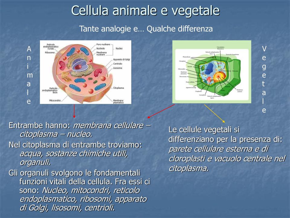 Gli organuli svolgono le fondamentali funzioni vitali della cellula.