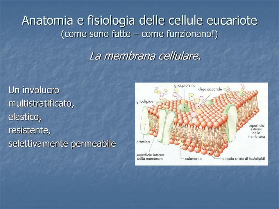 ) La membrana cellulare.