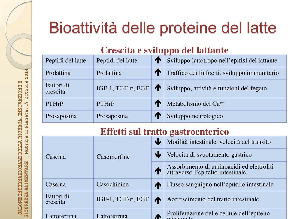 sul tratto gastroenterico Casomorfine Motilità intestinale, velocità del transito Velocità di svuotamento gastrico Assorbimento di aminoacidi ed elettroliti attraverso l epitelio intestinale